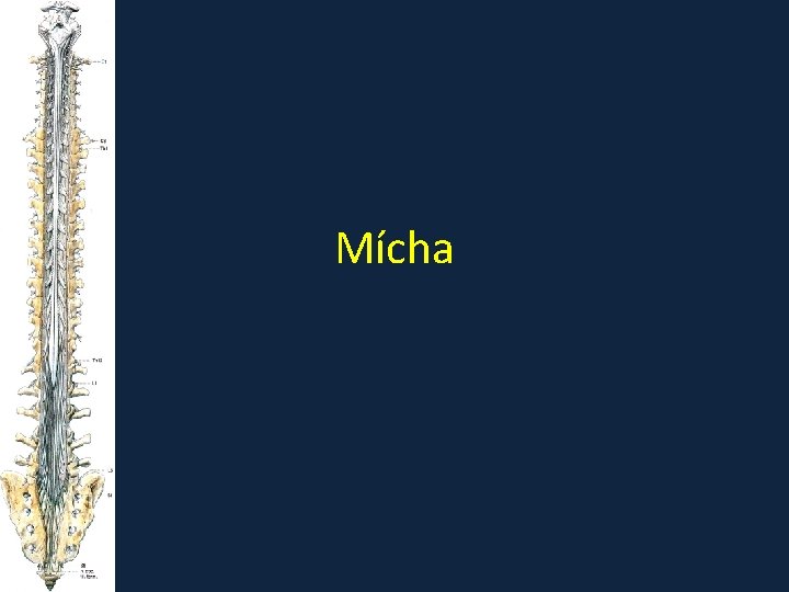 Mícha Mícha