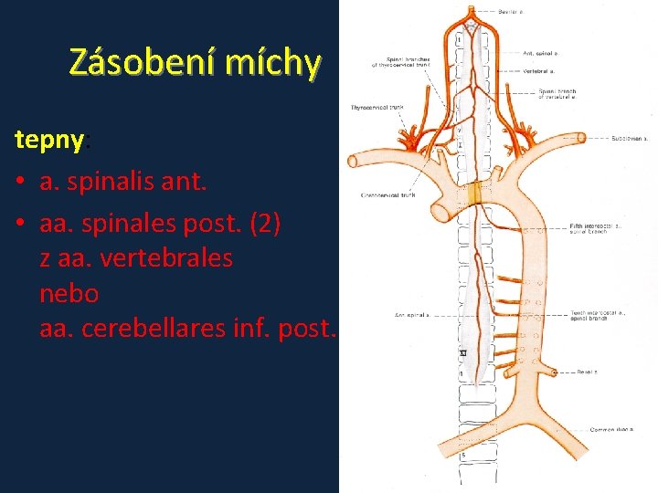 Zásobení míchy tepny: • a. spinalis ant. • aa. spinales post. (2) z aa. Zásobení míchy tepny: • a. spinalis ant. • aa. spinales post. (2) z aa.