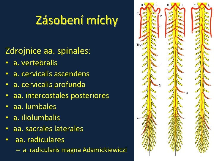 Zásobení míchy Zdrojnice aa. spinales: • • a. vertebralis a. cervicalis ascendens a. cervicalis Zásobení míchy Zdrojnice aa. spinales: • • a. vertebralis a. cervicalis ascendens a. cervicalis