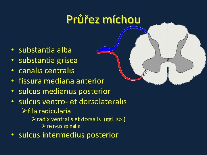Průřez míchou • • • substantia alba substantia grisea canalis centralis fissura mediana anterior Průřez míchou • • • substantia alba substantia grisea canalis centralis fissura mediana anterior