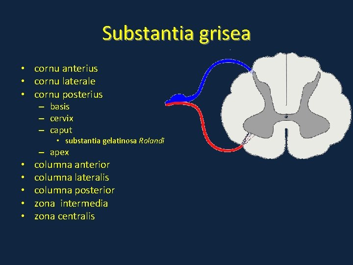 Substantia grisea • cornu anterius • cornu laterale • cornu posterius – basis – Substantia grisea • cornu anterius • cornu laterale • cornu posterius – basis –