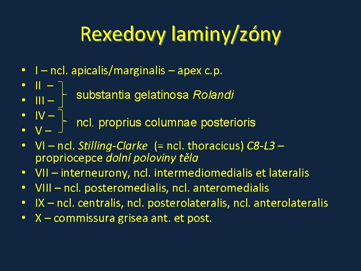 Rexedovy laminy/zóny • • • I – ncl. apicalis/marginalis – apex c. p. II Rexedovy laminy/zóny • • • I – ncl. apicalis/marginalis – apex c. p. II