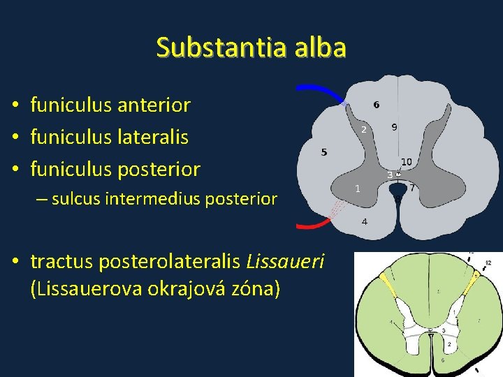 Substantia alba • funiculus anterior • funiculus lateralis • funiculus posterior – sulcus intermedius Substantia alba • funiculus anterior • funiculus lateralis • funiculus posterior – sulcus intermedius