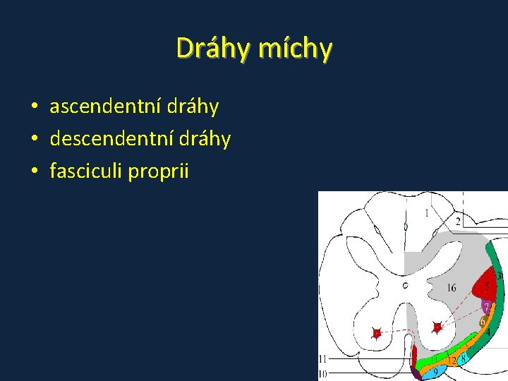 Dráhy míchy • ascendentní dráhy • descendentní dráhy • fasciculi proprii Dráhy míchy • ascendentní dráhy • descendentní dráhy • fasciculi proprii