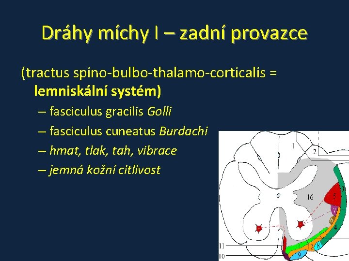 Dráhy míchy I – zadní provazce (tractus spino-bulbo-thalamo-corticalis = lemniskální systém) – fasciculus gracilis Dráhy míchy I – zadní provazce (tractus spino-bulbo-thalamo-corticalis = lemniskální systém) – fasciculus gracilis