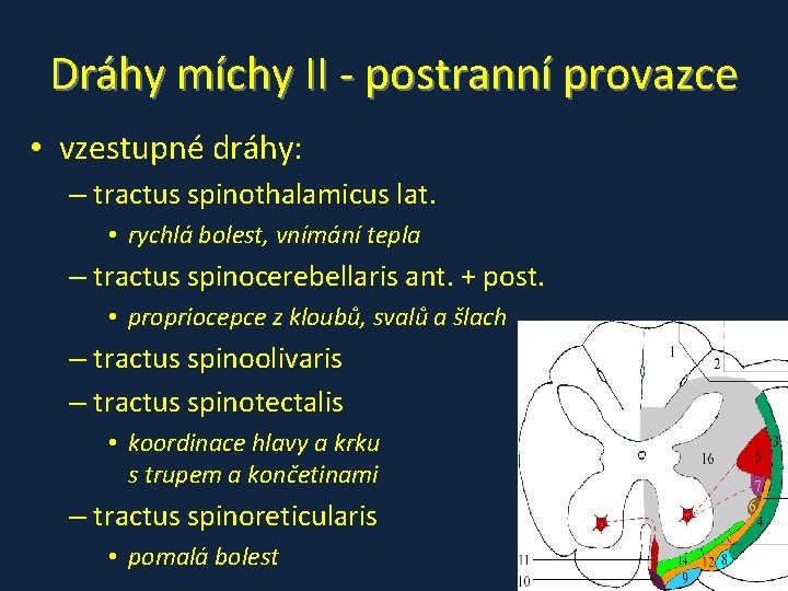 Dráhy míchy II - postranní provazce • vzestupné dráhy: – tractus spinothalamicus lat. • Dráhy míchy II - postranní provazce • vzestupné dráhy: – tractus spinothalamicus lat. •
