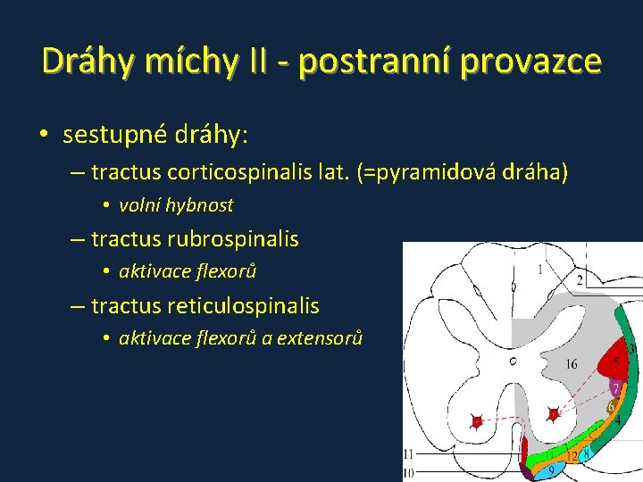 Dráhy míchy II - postranní provazce • sestupné dráhy: – tractus corticospinalis lat. (=pyramidová Dráhy míchy II - postranní provazce • sestupné dráhy: – tractus corticospinalis lat. (=pyramidová