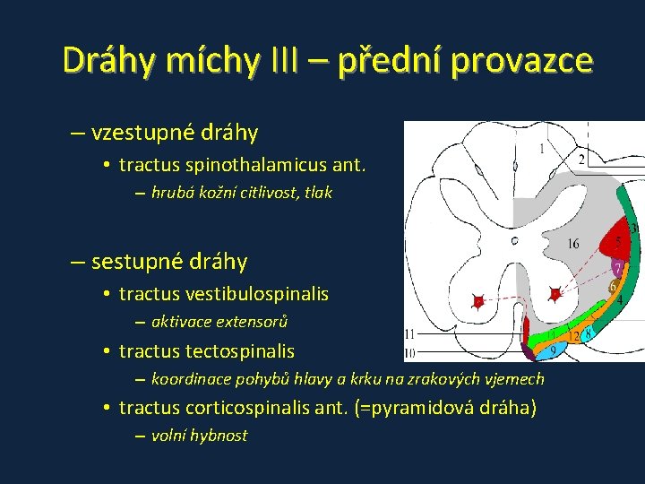 Dráhy míchy III – přední provazce – vzestupné dráhy • tractus spinothalamicus ant. – Dráhy míchy III – přední provazce – vzestupné dráhy • tractus spinothalamicus ant. –