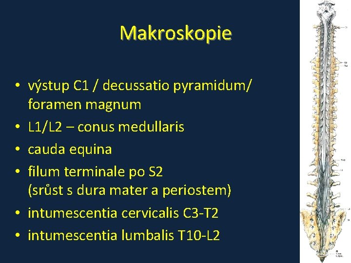 Makroskopie • výstup C 1 / decussatio pyramidum/ foramen magnum • L 1/L 2 Makroskopie • výstup C 1 / decussatio pyramidum/ foramen magnum • L 1/L 2