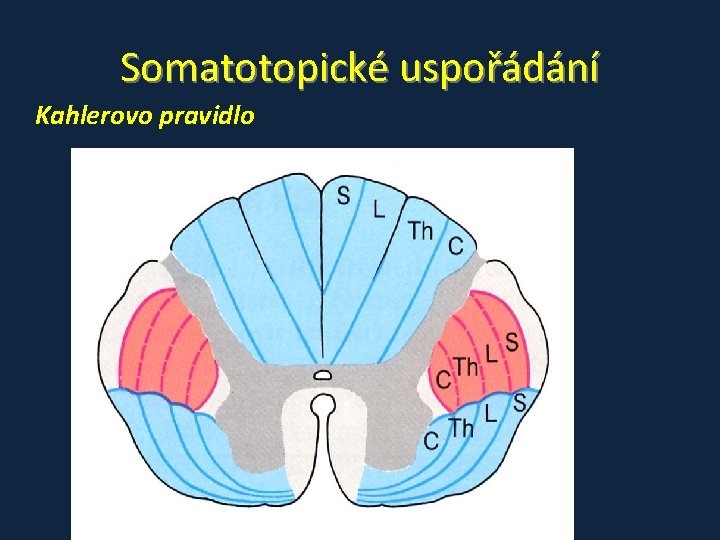 Somatotopické uspořádání Kahlerovo pravidlo Somatotopické uspořádání Kahlerovo pravidlo