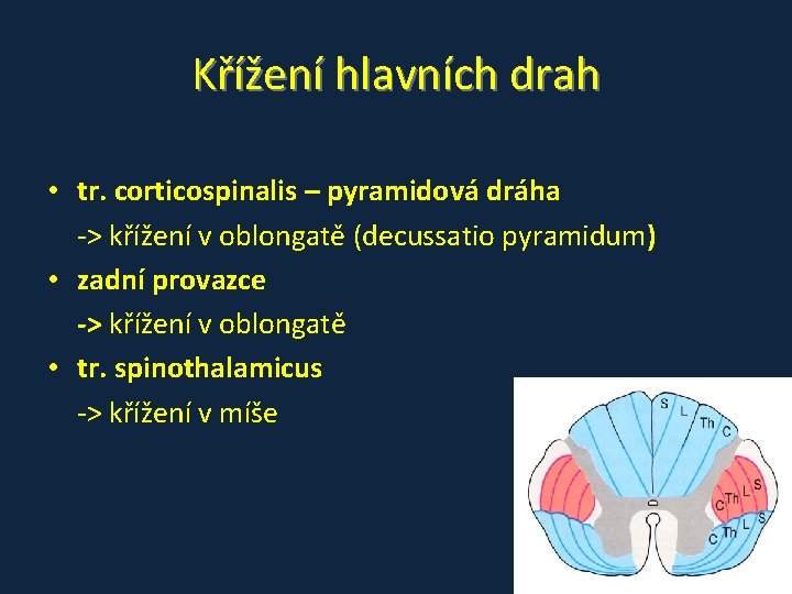 Křížení hlavních drah • tr. corticospinalis – pyramidová dráha -> křížení v oblongatě (decussatio Křížení hlavních drah • tr. corticospinalis – pyramidová dráha -> křížení v oblongatě (decussatio