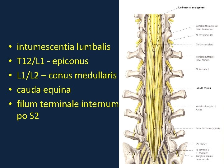• • • intumescentia lumbalis T 12/L 1 - epiconus L 1/L 2 • • • intumescentia lumbalis T 12/L 1 - epiconus L 1/L 2
