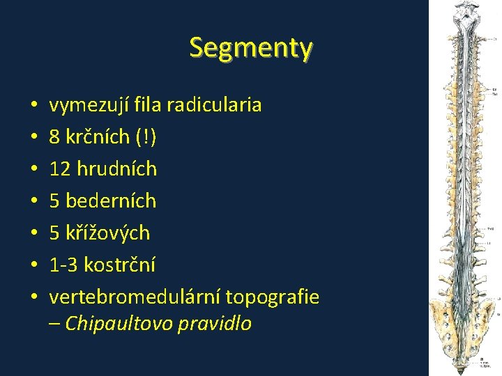 Segmenty • • vymezují fila radicularia 8 krčních (!) 12 hrudních 5 bederních 5 Segmenty • • vymezují fila radicularia 8 krčních (!) 12 hrudních 5 bederních 5