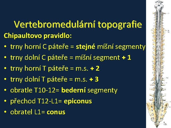 Vertebromedulární topografie Chipaultovo pravidlo: • trny horní C páteře = stejné míšní segmenty • Vertebromedulární topografie Chipaultovo pravidlo: • trny horní C páteře = stejné míšní segmenty •