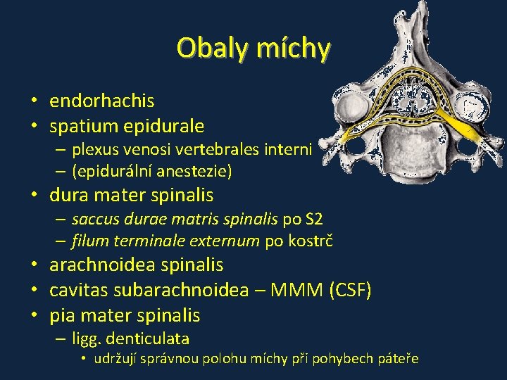 Obaly míchy • endorhachis • spatium epidurale – plexus venosi vertebrales interni – (epidurální Obaly míchy • endorhachis • spatium epidurale – plexus venosi vertebrales interni – (epidurální
