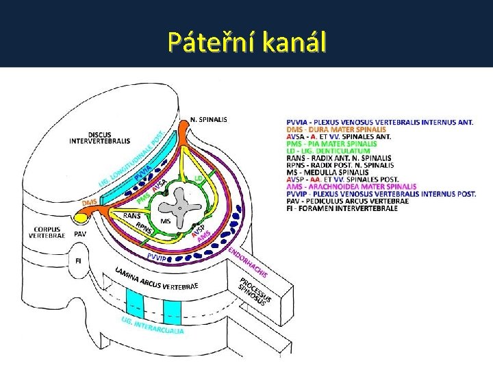 Páteřní kanál Páteřní kanál