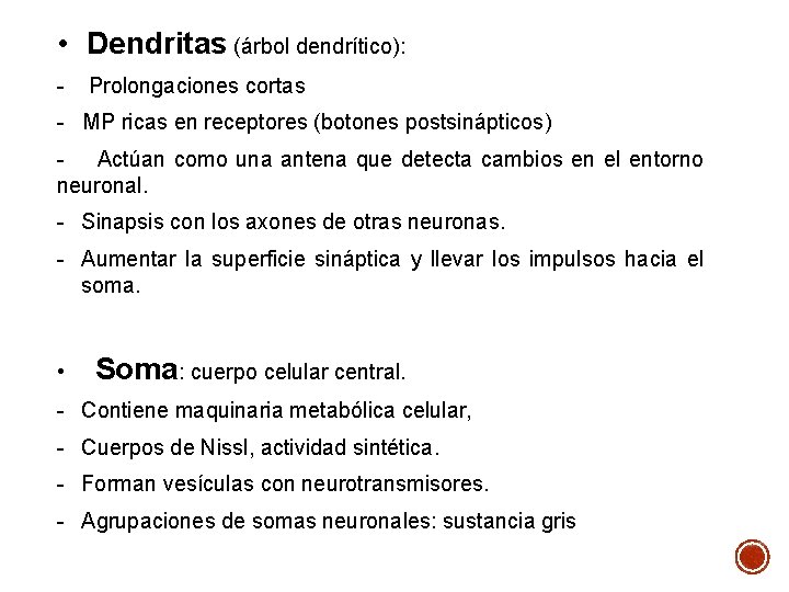 • Dendritas (árbol dendrítico): - Prolongaciones cortas - MP ricas en receptores (botones • Dendritas (árbol dendrítico): - Prolongaciones cortas - MP ricas en receptores (botones