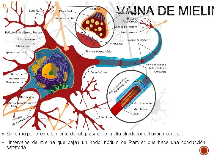 § Se forma por el enrollamiento del citoplasma de la glía alrededor del axón § Se forma por el enrollamiento del citoplasma de la glía alrededor del axón
