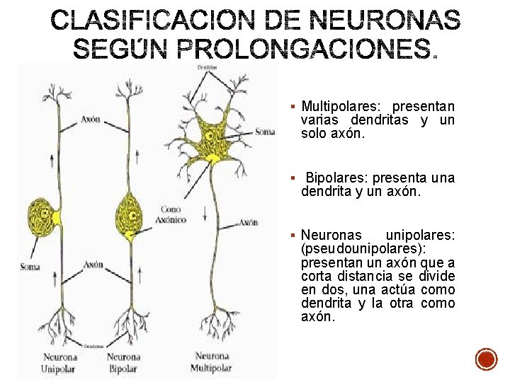 § Multipolares: presentan varias dendritas y un solo axón. § Bipolares: presenta una dendrita § Multipolares: presentan varias dendritas y un solo axón. § Bipolares: presenta una dendrita