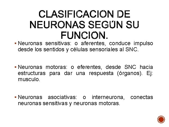 § Neuronas sensitivas: o aferentes, conduce impulso desde los sentidos y células sensoriales al § Neuronas sensitivas: o aferentes, conduce impulso desde los sentidos y células sensoriales al