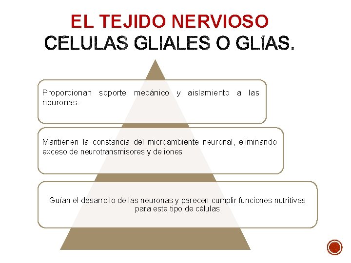 EL TEJIDO NERVIOSO Proporcionan soporte mecánico y aislamiento a las neuronas. Mantienen la constancia EL TEJIDO NERVIOSO Proporcionan soporte mecánico y aislamiento a las neuronas. Mantienen la constancia