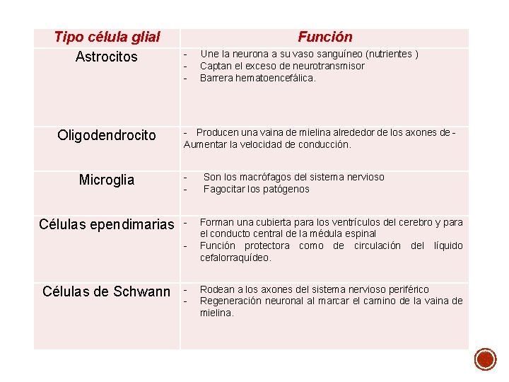 Tipo célula glial Astrocitos Oligodendrocito Función - - Producen una vaina de mielina alrededor Tipo célula glial Astrocitos Oligodendrocito Función - - Producen una vaina de mielina alrededor