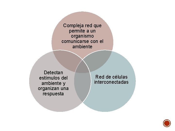 Compleja red que permite a un organismo comunicarse con el ambiente Detectan estímulos del Compleja red que permite a un organismo comunicarse con el ambiente Detectan estímulos del