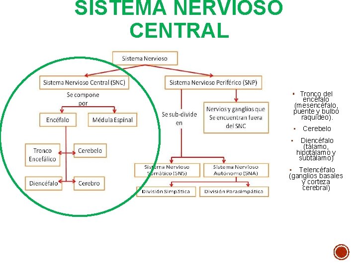 SISTEMA NERVIOSO CENTRAL § Tronco del encéfalo (mesencéfalo, puente y bulbo raquídeo). • • SISTEMA NERVIOSO CENTRAL § Tronco del encéfalo (mesencéfalo, puente y bulbo raquídeo). • •