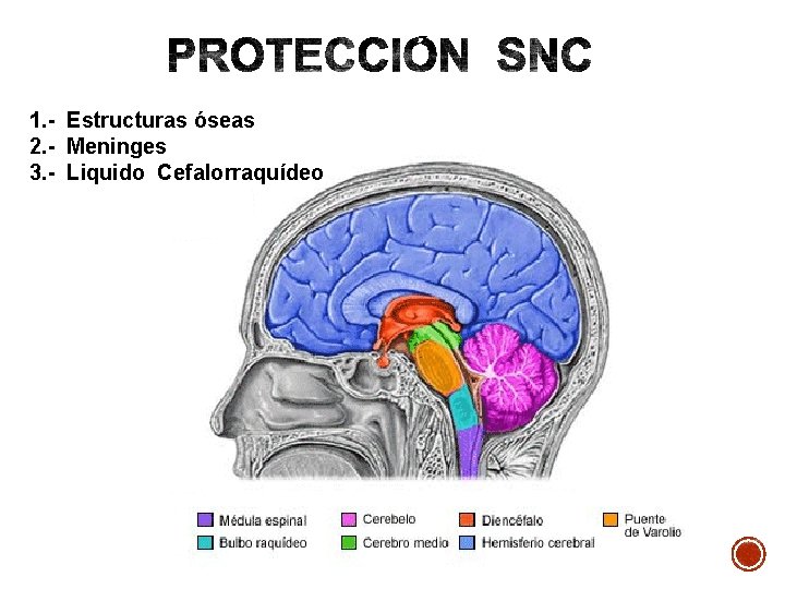 1. - Estructuras óseas 2. - Meninges 3. - Liquido Cefalorraquídeo 1. - Estructuras óseas 2. - Meninges 3. - Liquido Cefalorraquídeo