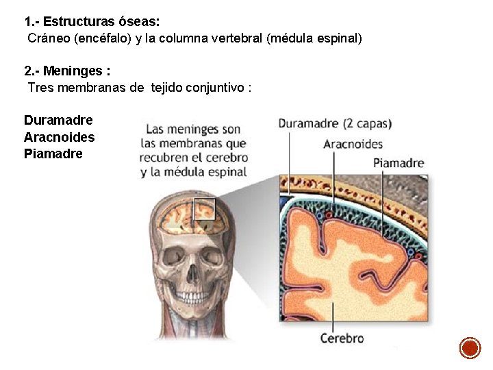 1. - Estructuras óseas: Cráneo (encéfalo) y la columna vertebral (médula espinal) 2. - 1. - Estructuras óseas: Cráneo (encéfalo) y la columna vertebral (médula espinal) 2. -