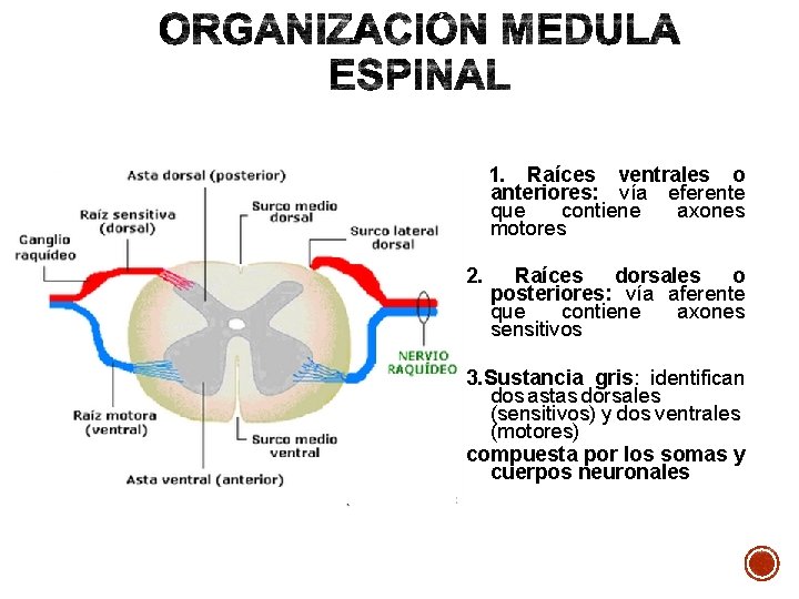 1. Raíces ventrales o anteriores: vía eferente que contiene axones motores 2. Raíces dorsales 1. Raíces ventrales o anteriores: vía eferente que contiene axones motores 2. Raíces dorsales