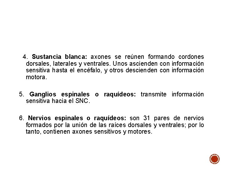 4. Sustancia blanca: axones se reúnen formando cordones dorsales, laterales y ventrales. Unos ascienden 4. Sustancia blanca: axones se reúnen formando cordones dorsales, laterales y ventrales. Unos ascienden