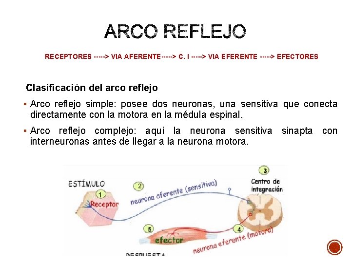 RECEPTORES -----> VIA AFERENTE-----> C. I -----> VIA EFERENTE -----> EFECTORES Clasificación del arco RECEPTORES -----> VIA AFERENTE-----> C. I -----> VIA EFERENTE -----> EFECTORES Clasificación del arco