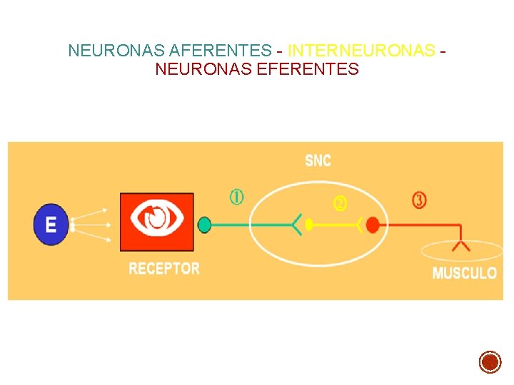 NEURONAS AFERENTES - INTERNEURONAS EFERENTES NEURONAS AFERENTES - INTERNEURONAS EFERENTES