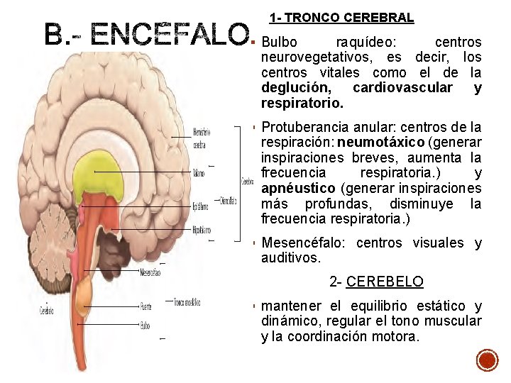 1 - TRONCO CEREBRAL § Bulbo raquídeo: centros neurovegetativos, es decir, los centros vitales 1 - TRONCO CEREBRAL § Bulbo raquídeo: centros neurovegetativos, es decir, los centros vitales