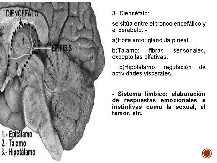 3 - Diencéfalo: se sitúa entre el tronco encefálico y el cerebelo: a)Epitalamo: glándula 3 - Diencéfalo: se sitúa entre el tronco encefálico y el cerebelo: a)Epitalamo: glándula