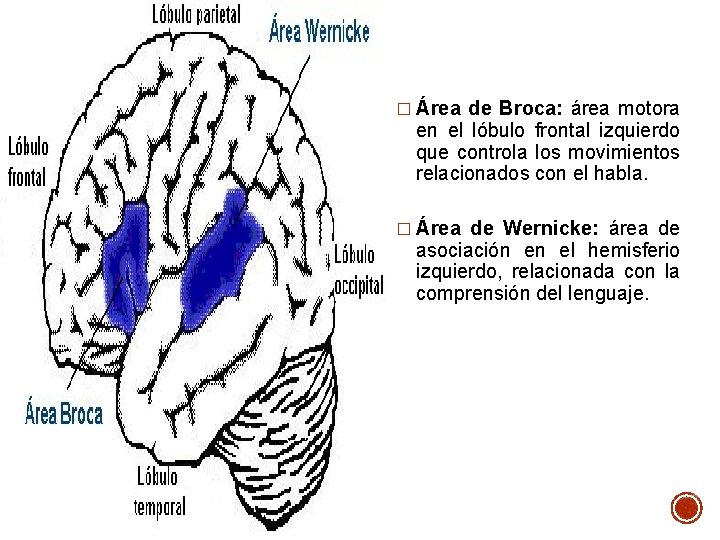 � Área de Broca: área motora en el lóbulo frontal izquierdo que controla los � Área de Broca: área motora en el lóbulo frontal izquierdo que controla los