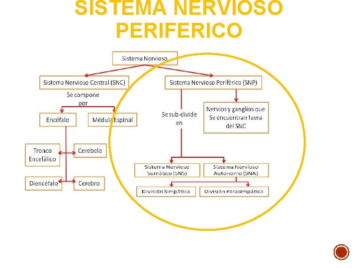 SISTEMA NERVIOSO PERIFERICO SISTEMA NERVIOSO PERIFERICO