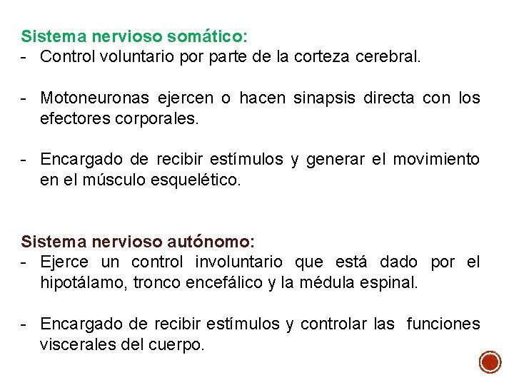 Sistema nervioso somático: - Control voluntario por parte de la corteza cerebral. - Motoneuronas Sistema nervioso somático: - Control voluntario por parte de la corteza cerebral. - Motoneuronas