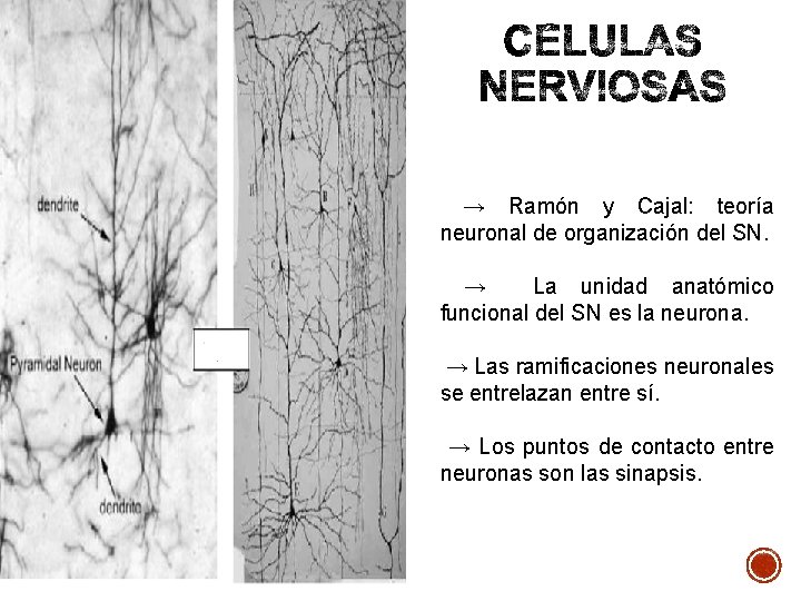 → Ramón y Cajal: teoría neuronal de organización del SN. → La unidad anatómico → Ramón y Cajal: teoría neuronal de organización del SN. → La unidad anatómico
