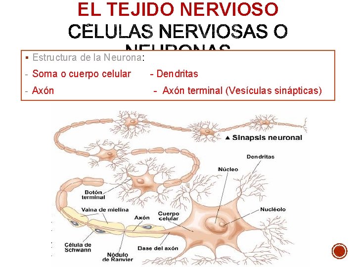 EL TEJIDO NERVIOSO § Estructura de la Neurona: - Soma o cuerpo celular - EL TEJIDO NERVIOSO § Estructura de la Neurona: - Soma o cuerpo celular -