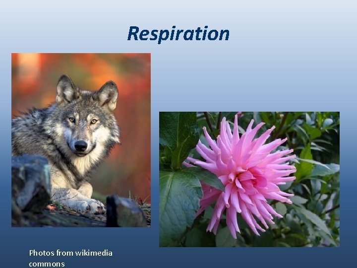 Respiration Photos from wikimedia commons 