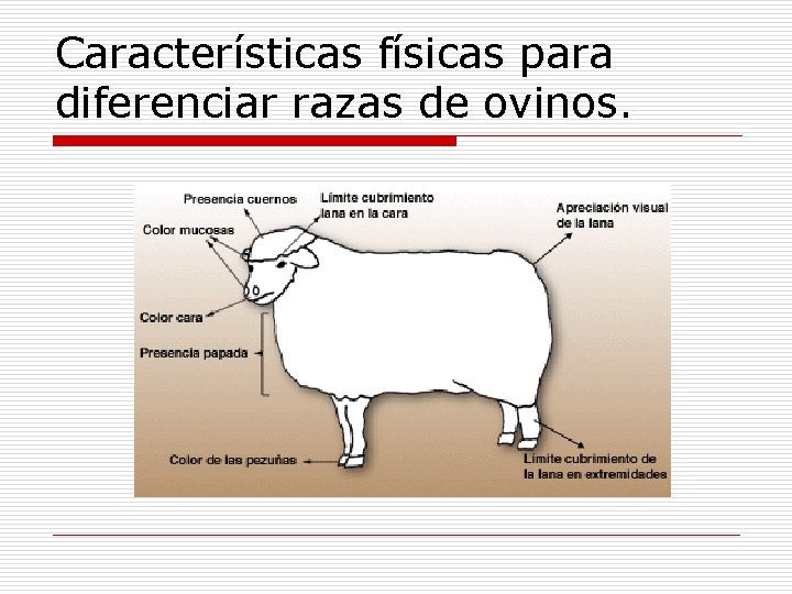 Características físicas para diferenciar razas de ovinos. 