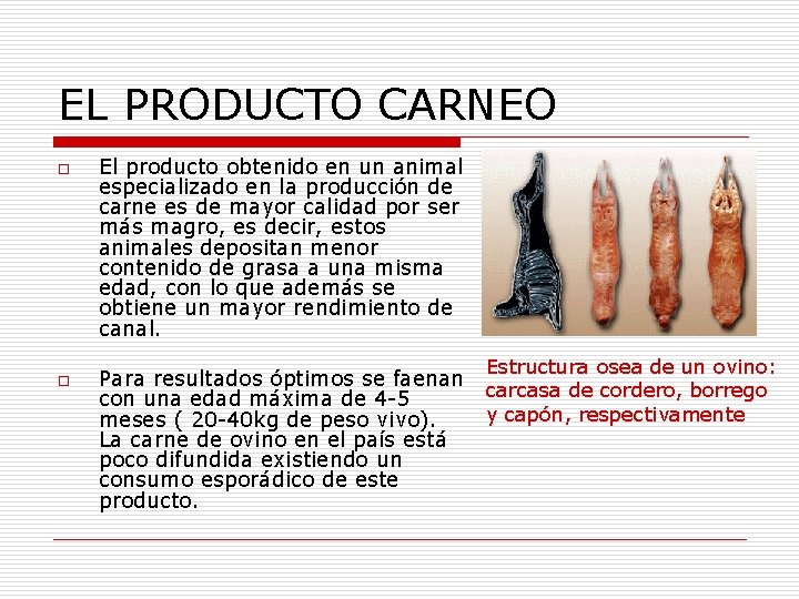 EL PRODUCTO CARNEO o o El producto obtenido en un animal especializado en la