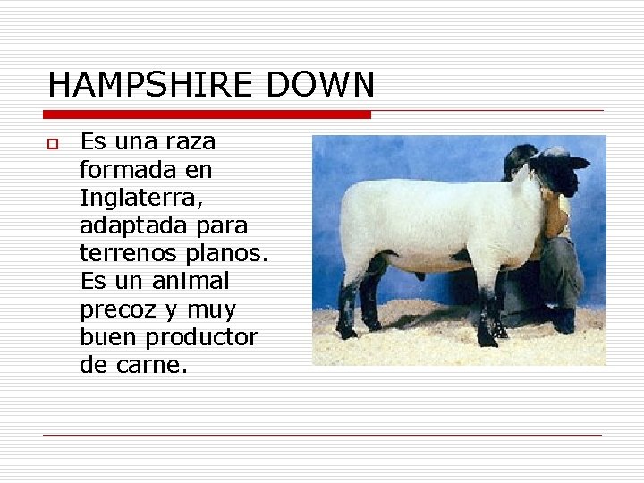 HAMPSHIRE DOWN o Es una raza formada en Inglaterra, adaptada para terrenos planos. Es