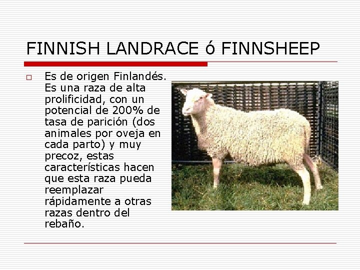 FINNISH LANDRACE ó FINNSHEEP o Es de origen Finlandés. Es una raza de alta