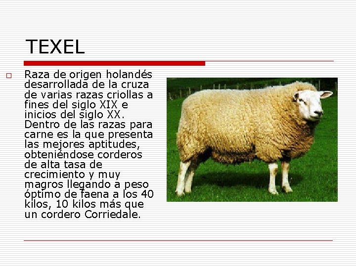 TEXEL o Raza de origen holandés desarrollada de la cruza de varias razas criollas