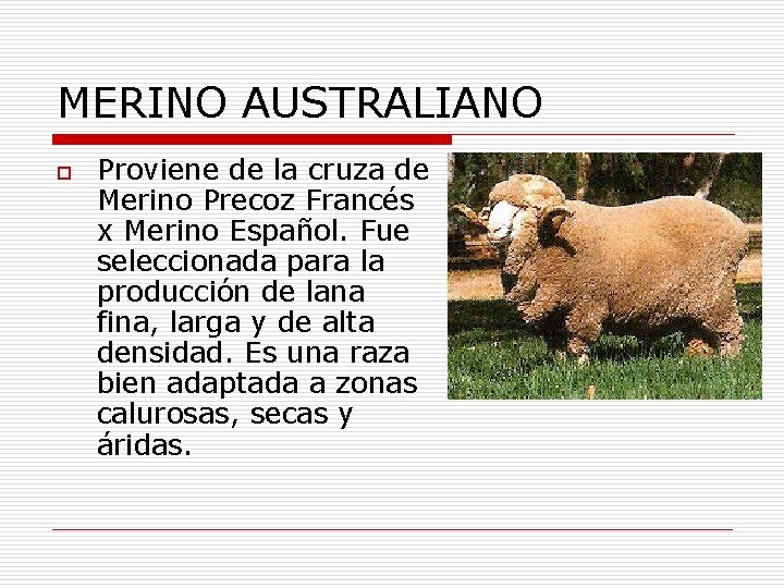 MERINO AUSTRALIANO o Proviene de la cruza de Merino Precoz Francés x Merino Español.