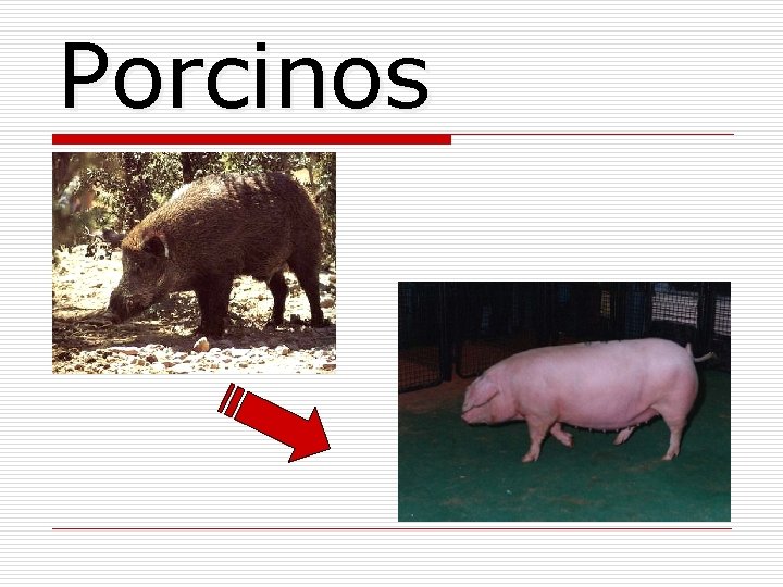 Porcinos 