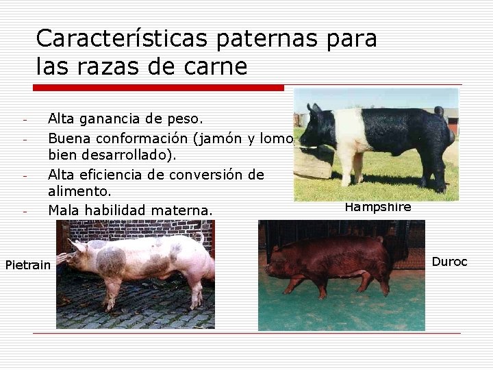 Características paternas para las razas de carne - - - Alta ganancia de peso.